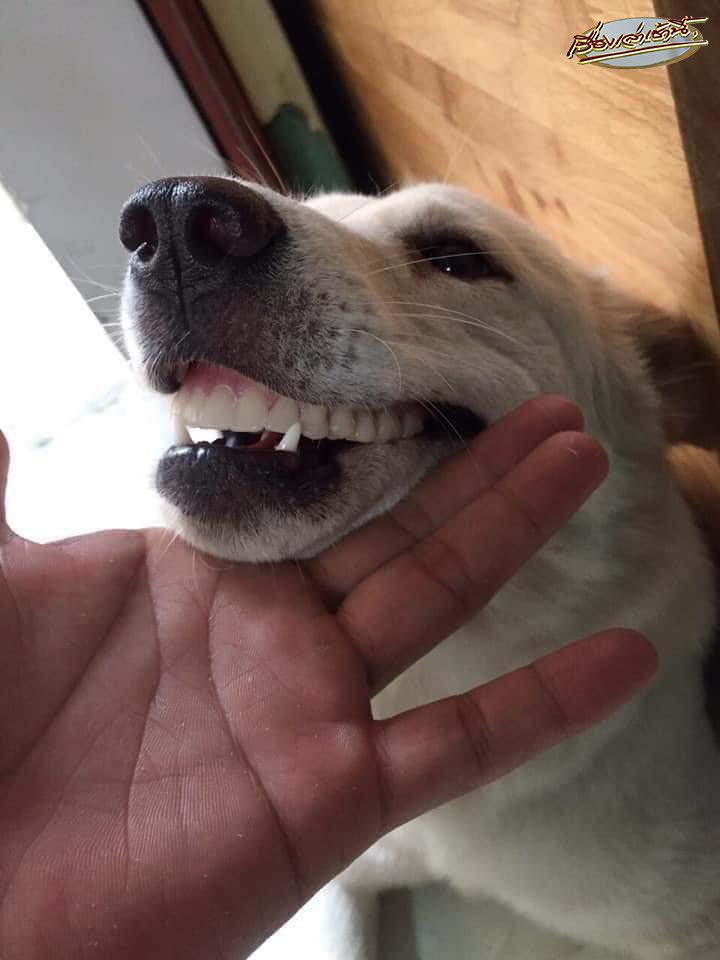 おばあちゃんが「テレビの前に置いておいた入れ歯がない」というので、家中を1時間探したが出てこず