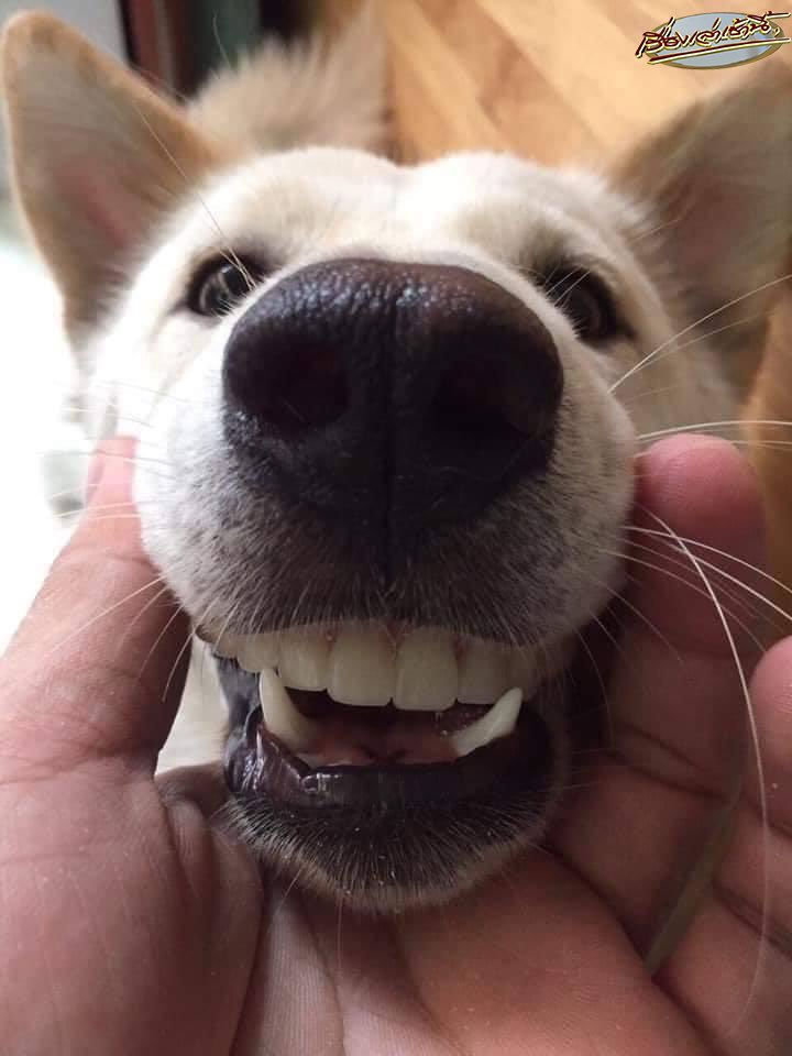 おばあちゃんが「テレビの前に置いておいた入れ歯がない」というので、家中を1時間探したが出てこず