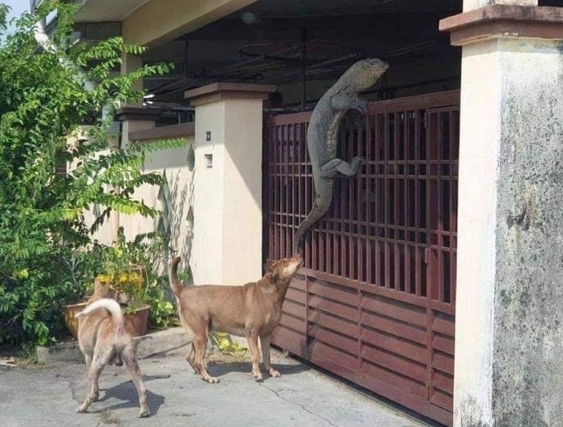 やっぱりアメージング・タイランド 