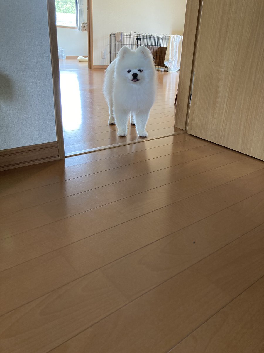 ごはんの前に目薬って言われて、ご飯食べたいけど近付くと目薬されるから葛藤してる 