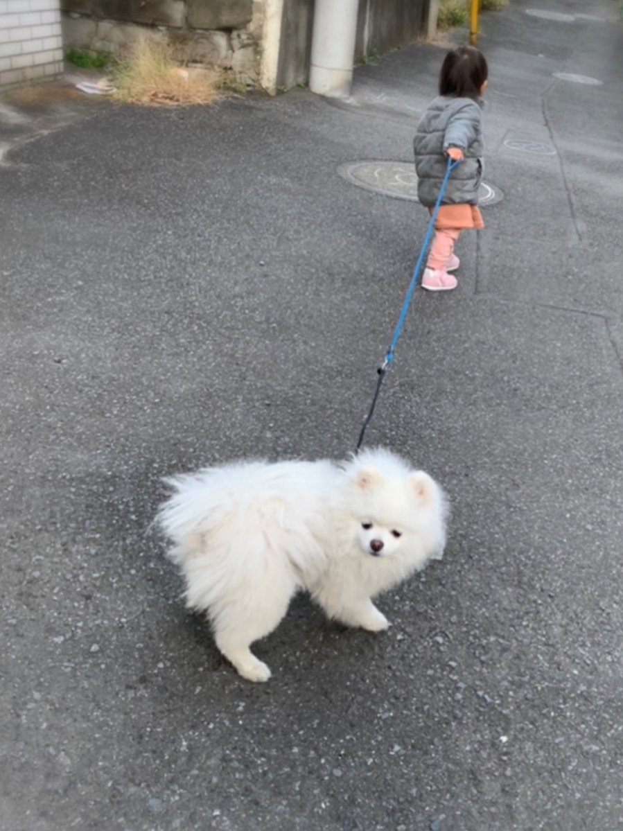 玄関で散歩拒否を試みるも、伝わらない1歳児により強制連行される犬 