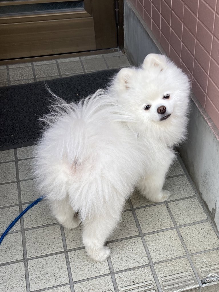 玄関で散歩拒否を試みるも、伝わらない1歳児により強制連行される犬 