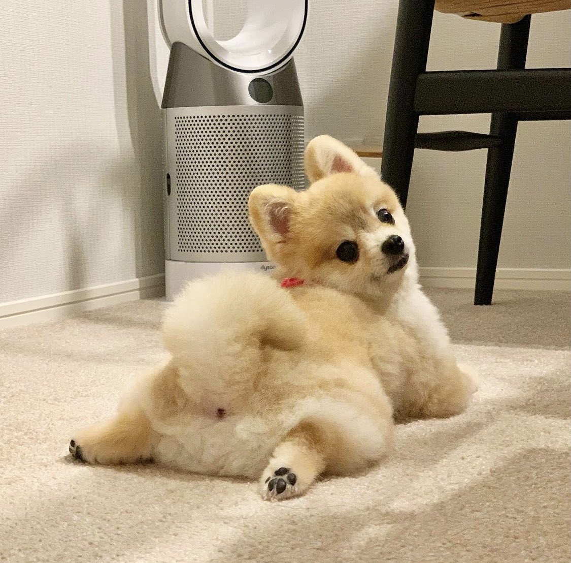 なんで犬の尻の穴はこんな可愛いんだ、人間のは悍ましいほど汚いのに 