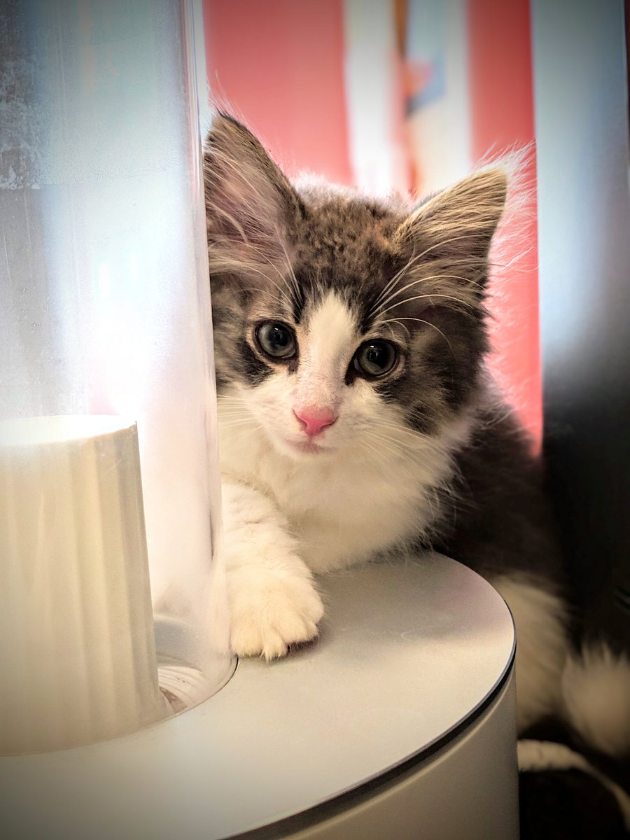 ◆新しい家族が増えました◆ 生まれて2ヶ月半ほどのノルウェージャンフォレストキャット
