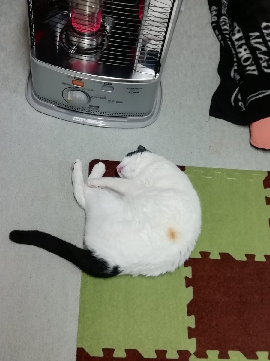 ネコが焦げました 「焦げくさいと思ったら、足元の電気ストーブに近づきすぎてネコが焦げてた…本人は気づいてなかった」(息子談) 皆さんストーブには気をつけて…つーか、本人気づけよ
