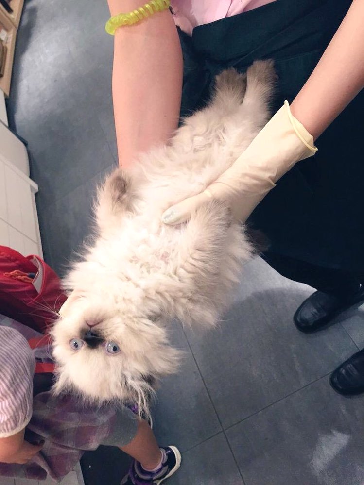 これはうちの猫がまだお店にいた時、 自らの持てる力全てで人間を拒否している時の写真ですね 