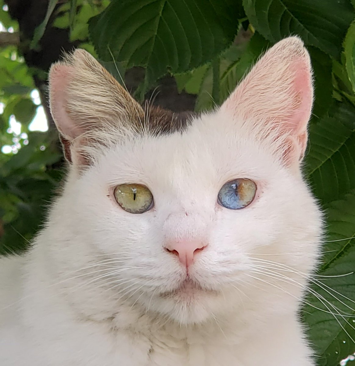 猫ちゃんがいるな〜と近づいたら…ダイクロイックアイだった