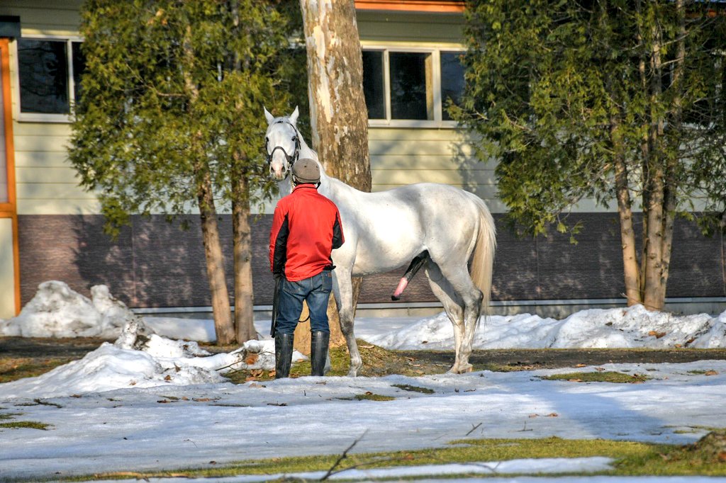 ウマ娘のおかげでゴールドシップさんが人気なのですね