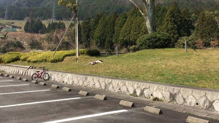 長男のマイブームが死んだふりだったころ、ママ友が「見かけたよ」って写真を送ってくれたことが何度かあった