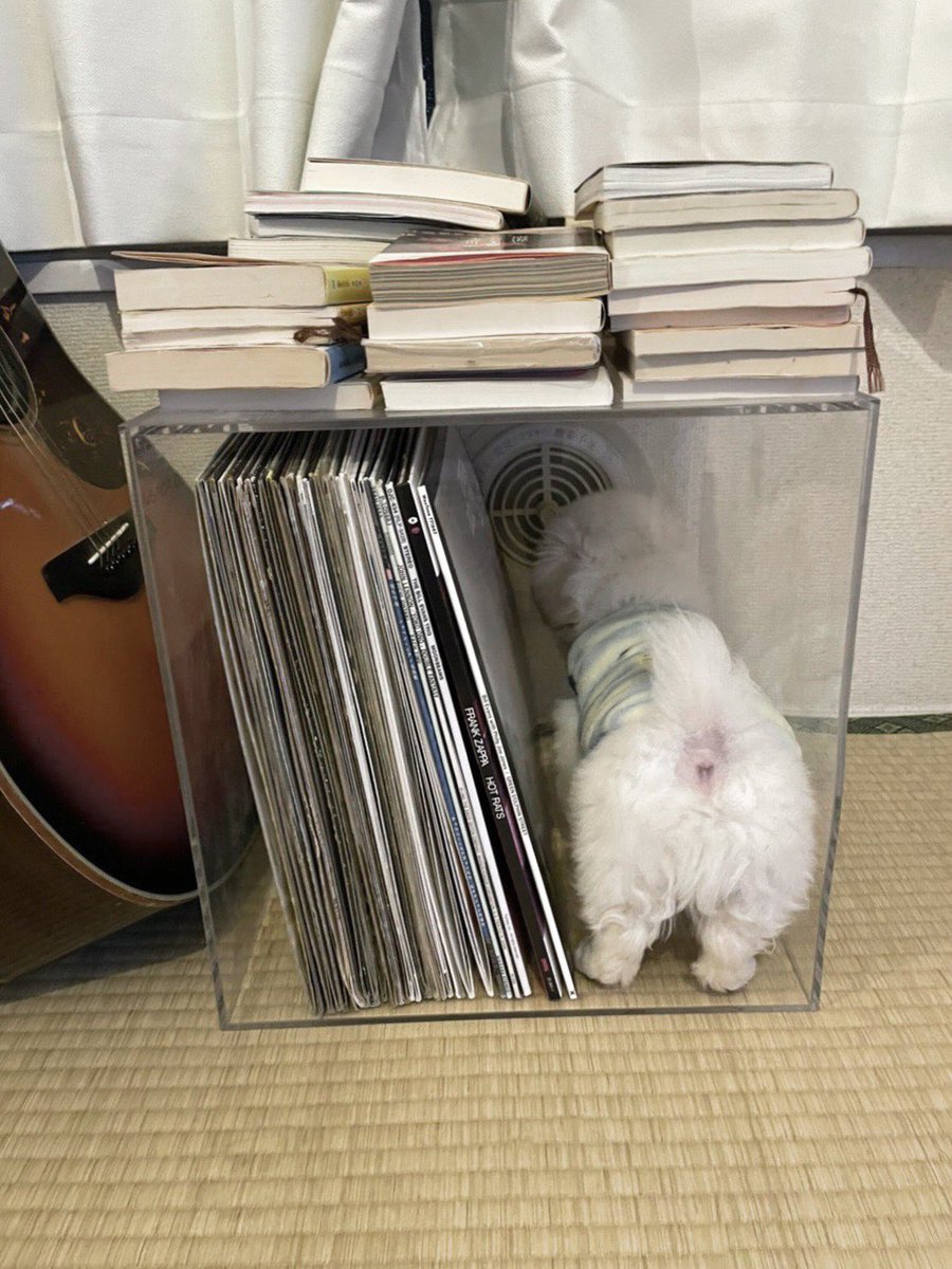 まだ自分を子犬と信じてるな。いいぜ。 