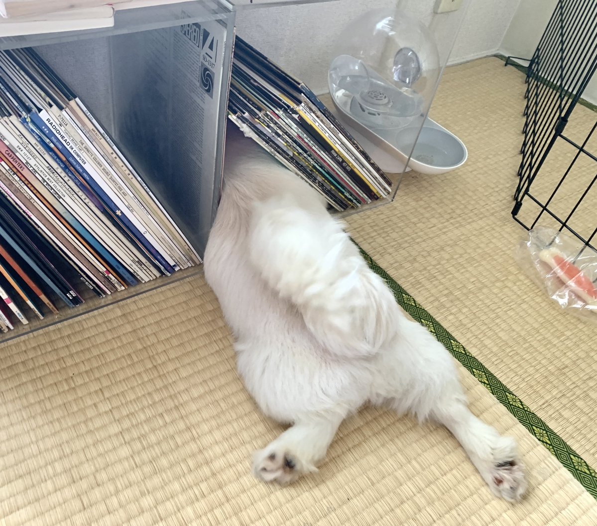 まだ自分を子犬と信じてるな。いいぜ。 