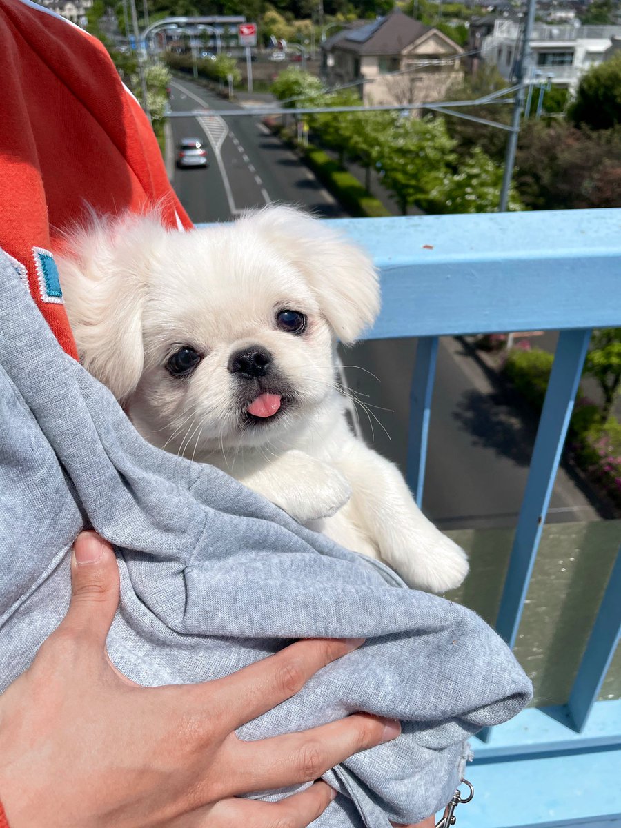 あんなに外を怖がってた赤ちゃんが2ヶ月でこんなにもノリノリに 