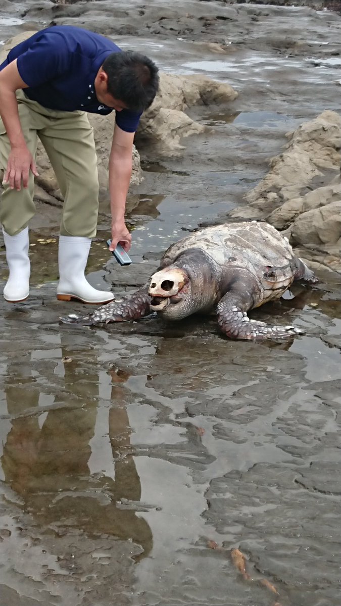 江の島にてあか海亀の死骸漂着 