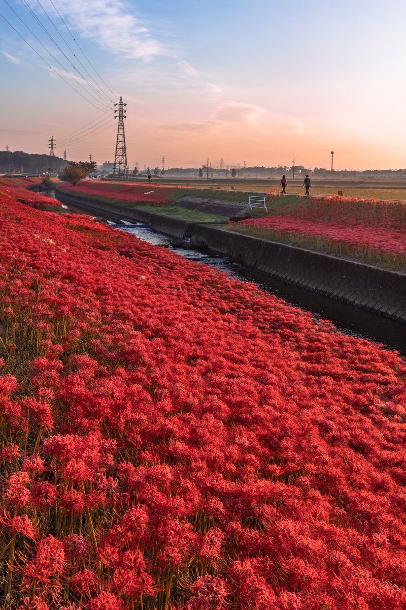 愛知県「逢妻女川」の彼岸花が今まさに見頃 
