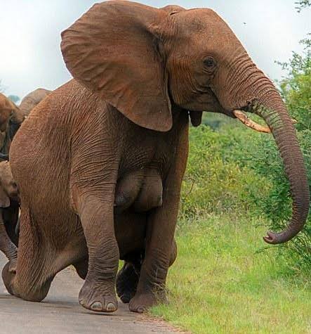 日常生活で使えない豆知識 ゾウの乳房は人間と同じ2つでついている所も同じ