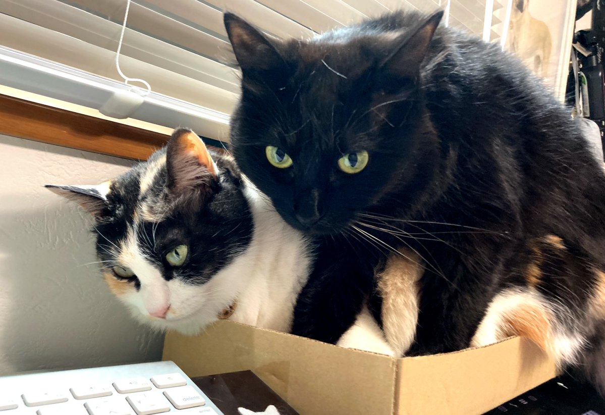 あまりにもピノが画面の上に乗るもんだから箱を設置したんですよね