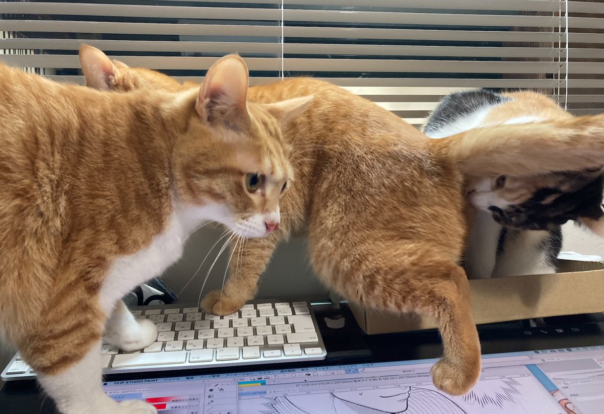 あまりにもピノが画面の上に乗るもんだから箱を設置したんですよね