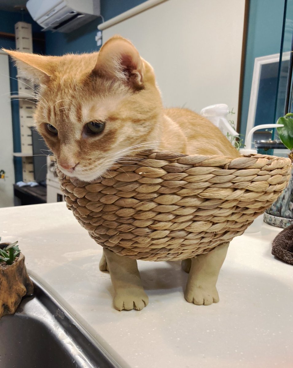 猫の足を作ってカゴに付けたら可愛いだろうな〜猫入ってくれると良いなぁ〜って、粘土で成形してトイレ行って戻って来たら、シバ先輩の行動の早さにチビりました（練り立てホヤホヤ柔らか粘土なのですが） 