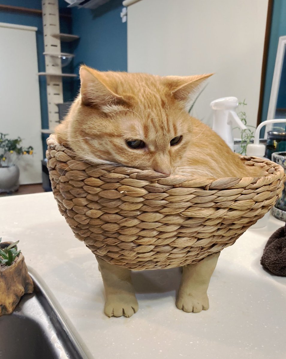 猫の足を作ってカゴに付けたら可愛いだろうな〜猫入ってくれると良いなぁ〜って、粘土で成形してトイレ行って戻って来たら、シバ先輩の行動の早さにチビりました（練り立てホヤホヤ柔らか粘土なのですが） 