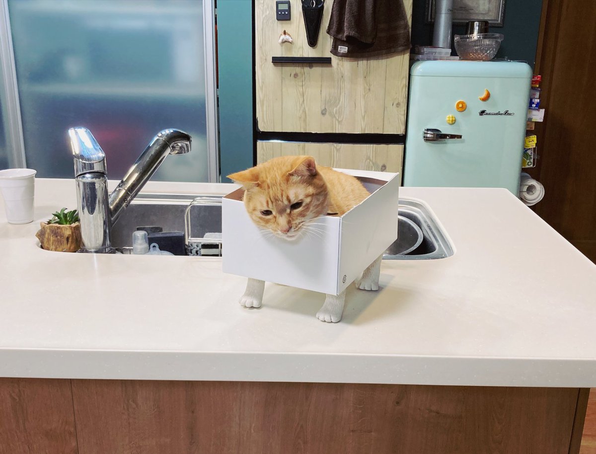 ついでに段ボールとか底が平らなものに付けれるタイプも作ったのですがwwwwもうwwwwしかもこんな飼い主騒いでるのに寝るんかい 