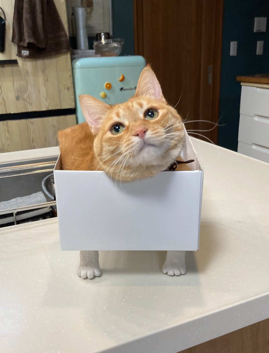 ついでに段ボールとか底が平らなものに付けれるタイプも作ったのですがwwwwもうwwwwしかもこんな飼い主騒いでるのに寝るんかい 