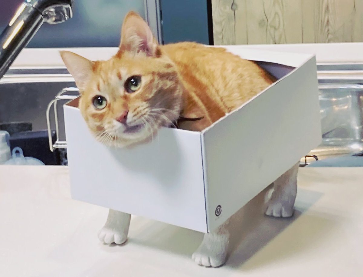 ついでに段ボールとか底が平らなものに付けれるタイプも作ったのですがwwwwもうwwwwしかもこんな飼い主騒いでるのに寝るんかい 