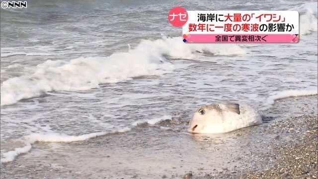 最近不遇なフグの画像を集めるのにはまってる