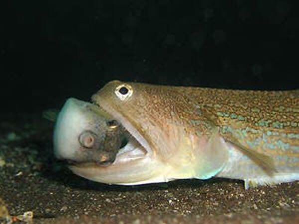 最近不遇なフグの画像を集めるのにはまってる 