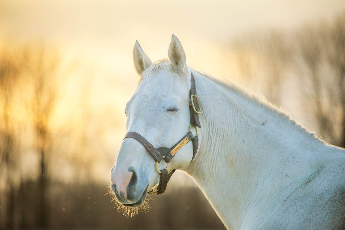 ウマ娘のゴルシと俺が撮ったゴルシの親近感 