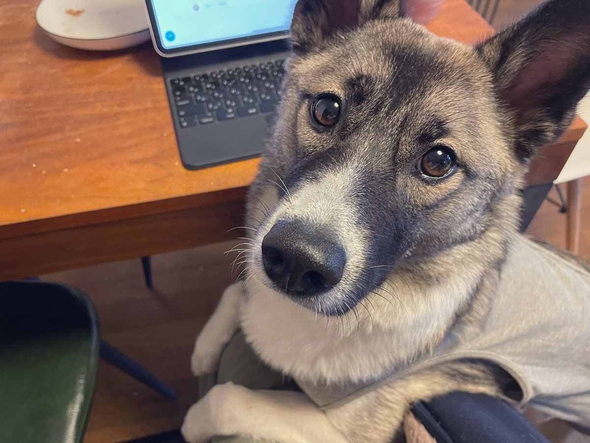 犬お迎えして変わった事  ・毎日の散歩で早寝早起きの生活に ・体脂肪率減、胴回り1cm減る ・精神が安定して自律神経回復 ・安静時脈拍92から72に改善 ・畳の崩壊改修費6万円 