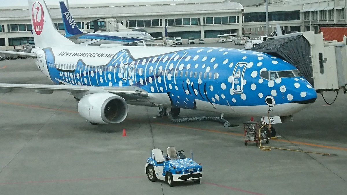 那覇空港 ジンベエに子供ができてる!! 