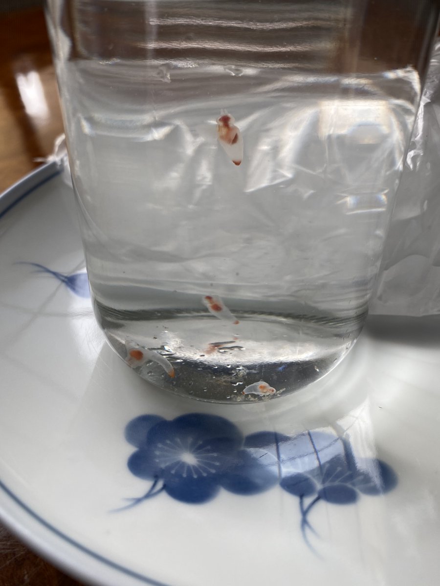 スーパーの鮮魚コーナーでクリオネが売ってたので強烈な好奇心に突き動かされ食べてみた 食べる前に観察をと思って小一時間眺めたり撮影したりしてたら、あまりの愛らしさに冷蔵庫の中で餓死するまで飼いたい誘惑に駆られたけど 食レポは、ああ委員長が言ってたガソリンの味がするって本当だったんだ… 