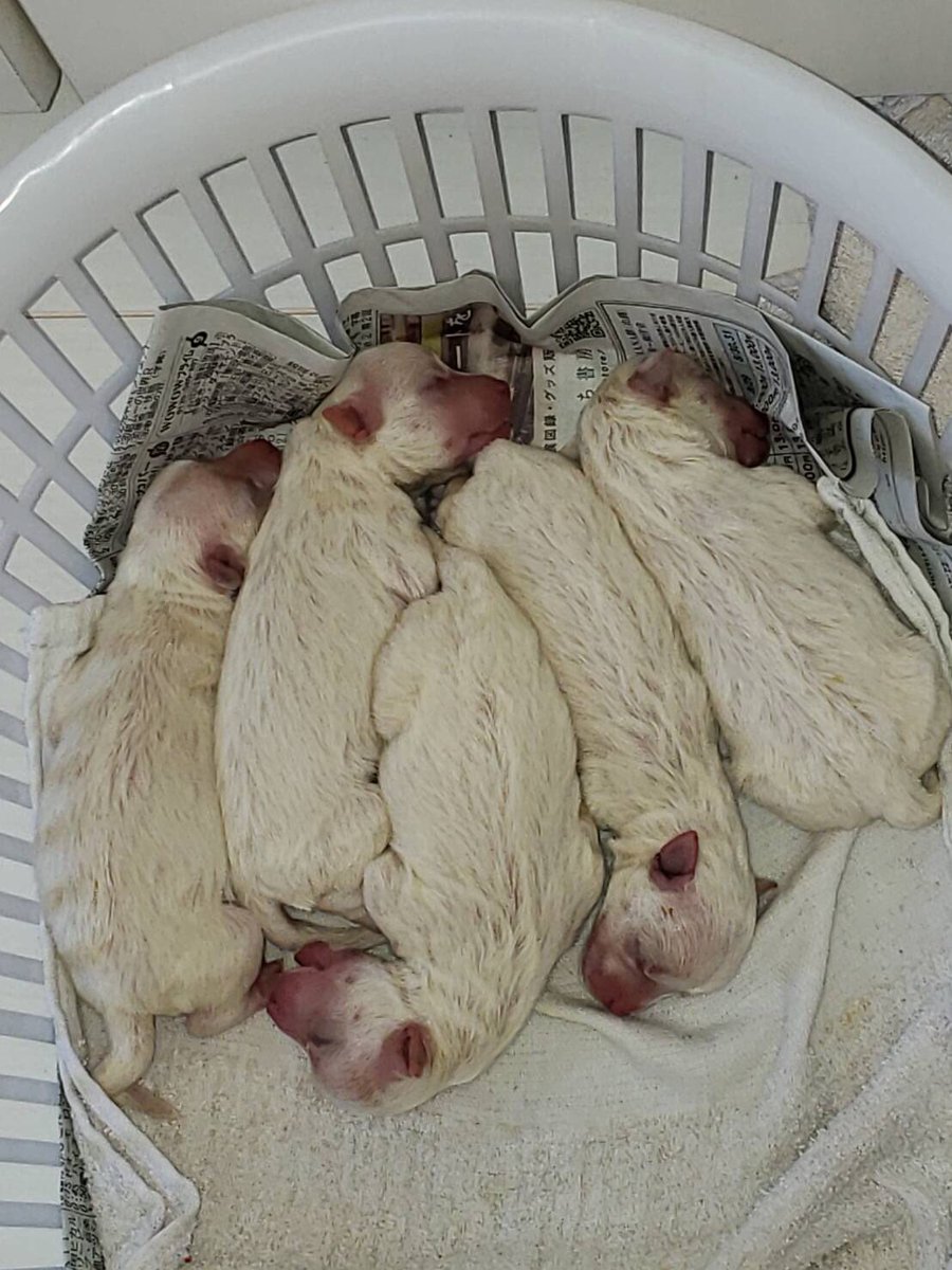 友達の家の横に袋に入れられて、へその緒がついてる仔犬が5匹も捨てられてました