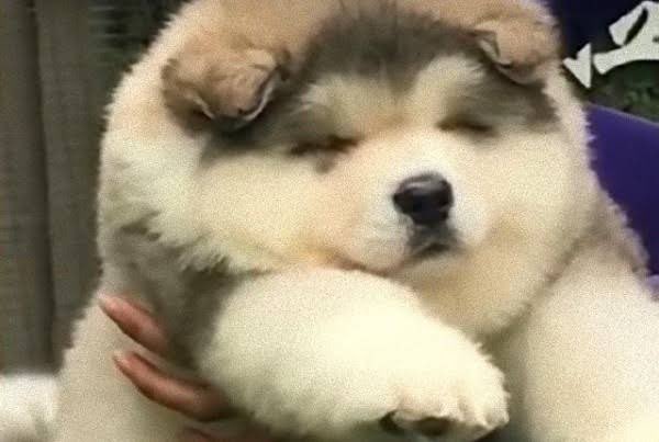 アラスカン・マラミュートの成犬もでっかくて超可愛いのに、子犬も綿あめみたいでぽよぽよしてて死ぬほど可愛い 