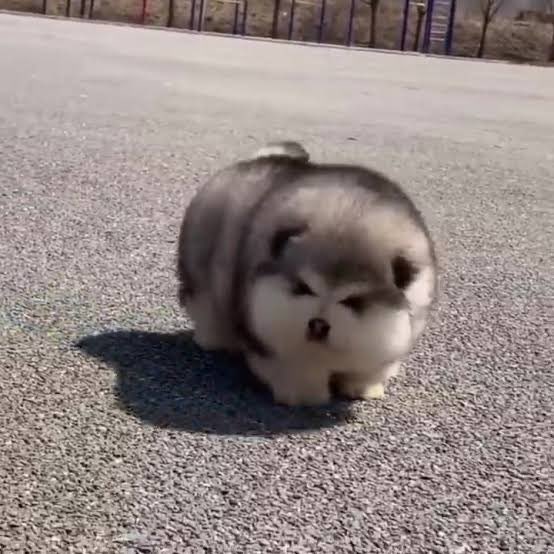 アラスカン・マラミュートの成犬もでっかくて超可愛いのに、子犬も綿あめみたいでぽよぽよしてて死ぬほど可愛い 