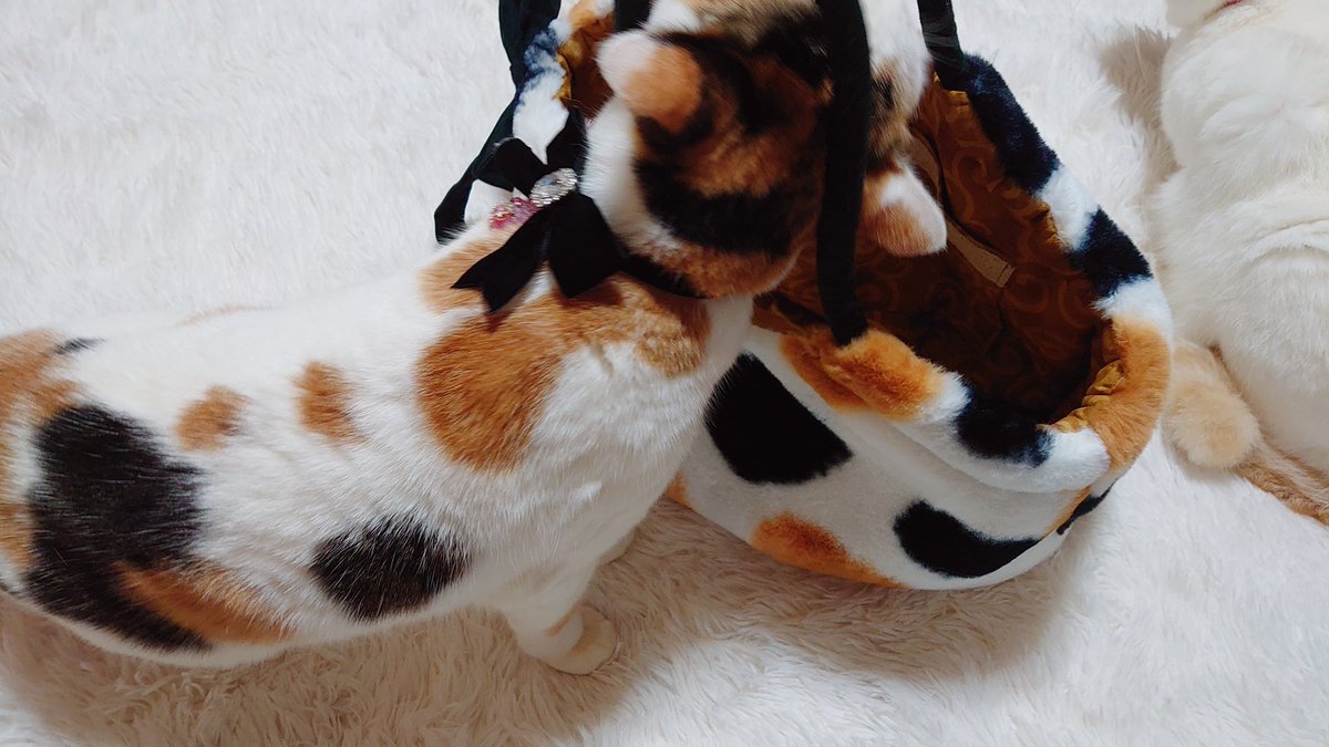 一目惚れしたバッグがさっき届いた♡*。 可愛くてたまりません😍 