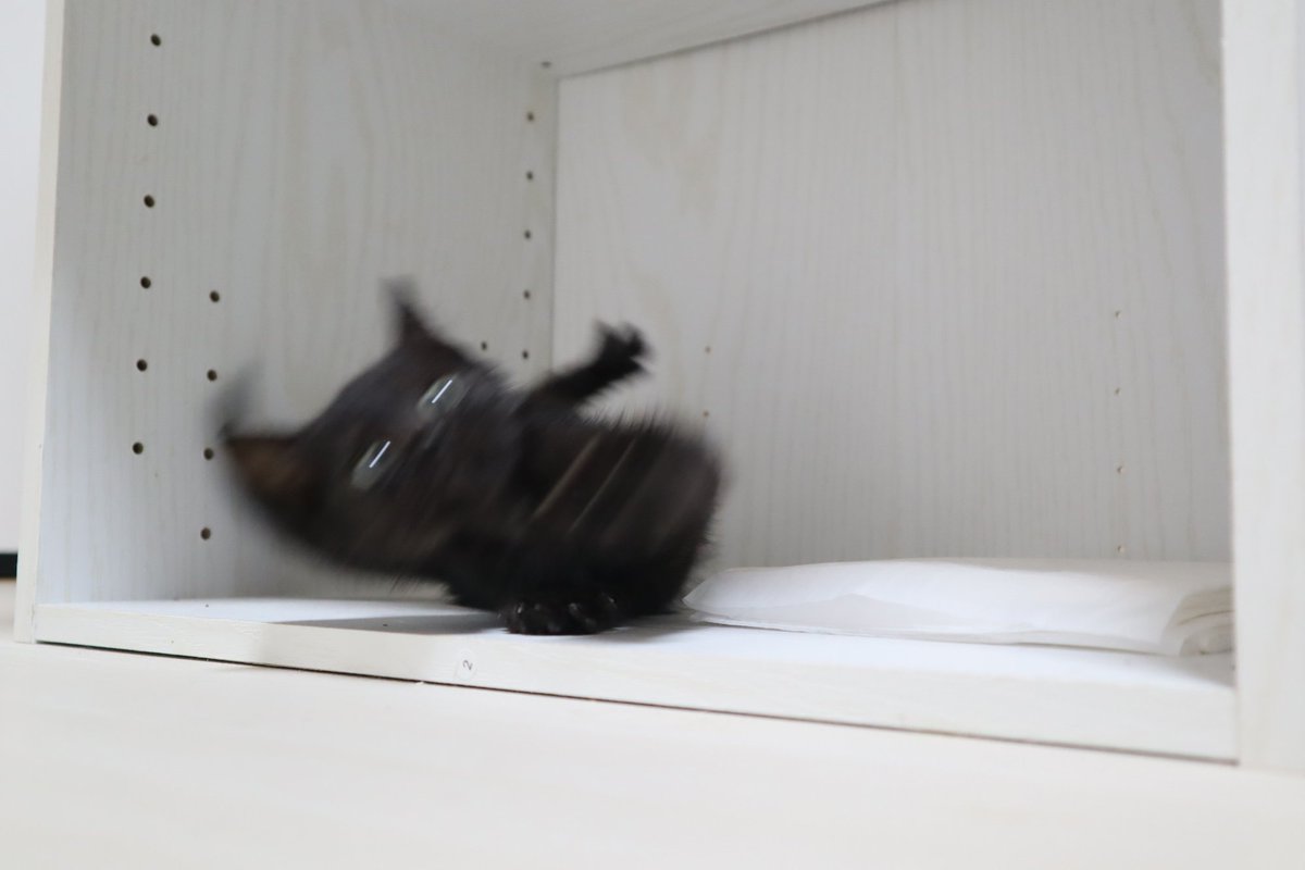 これは滑ってころびゆく黒猫 