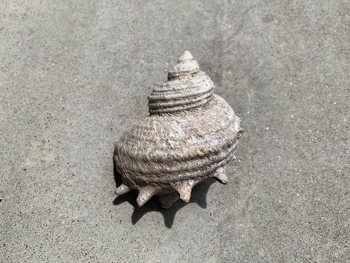 サザエの貝殻にサンポールをかけてやすりで磨くと... ＿人人人人人人＿ ＞　こうなる　＜ ￣Y^Y^Y^Y^Y^Y^￣ 