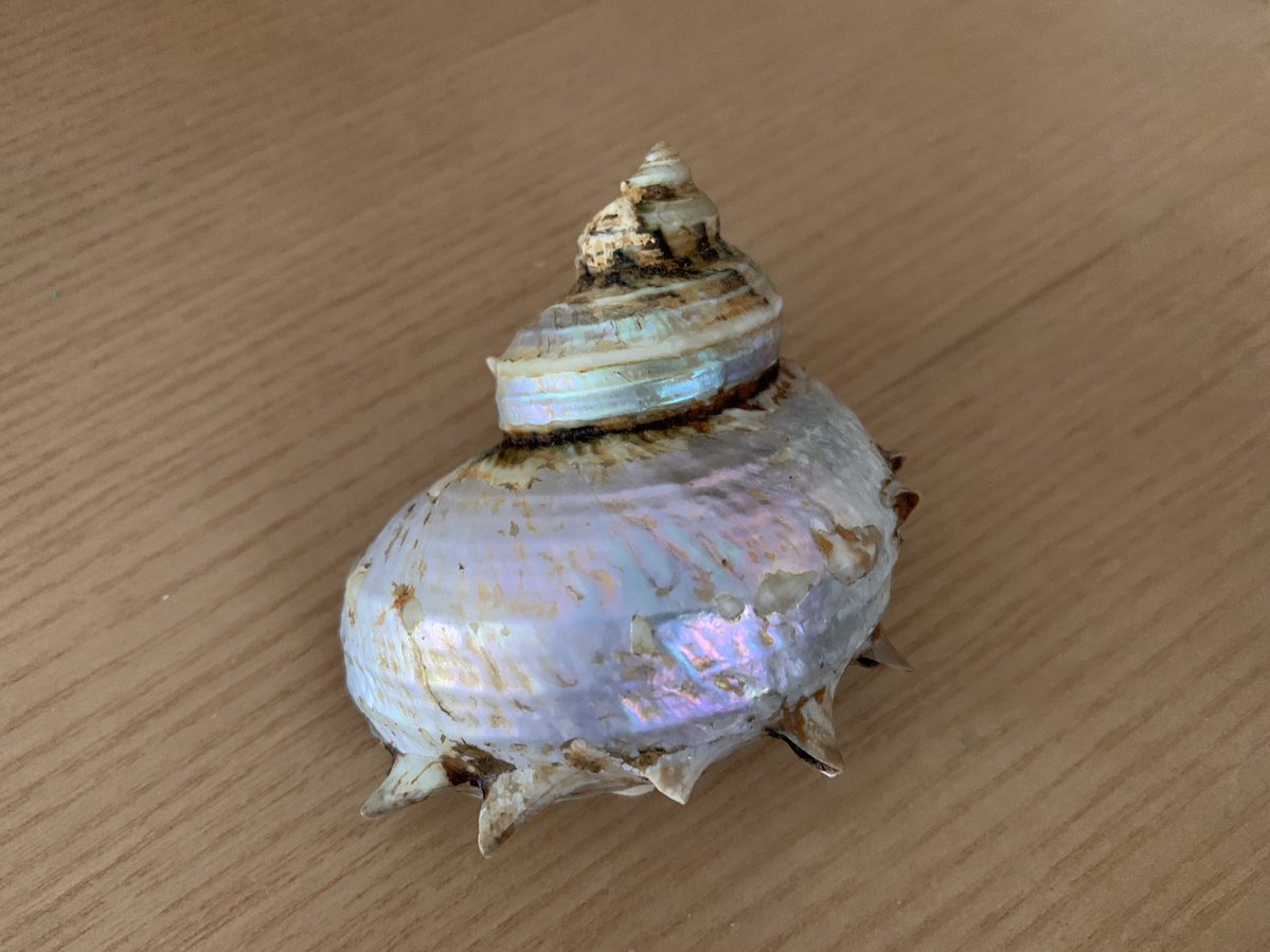 サザエの貝殻にサンポールをかけてやすりで磨くと... ＿人人人人人人＿ ＞　こうなる　＜ ￣Y^Y^Y^Y^Y^Y^￣ 