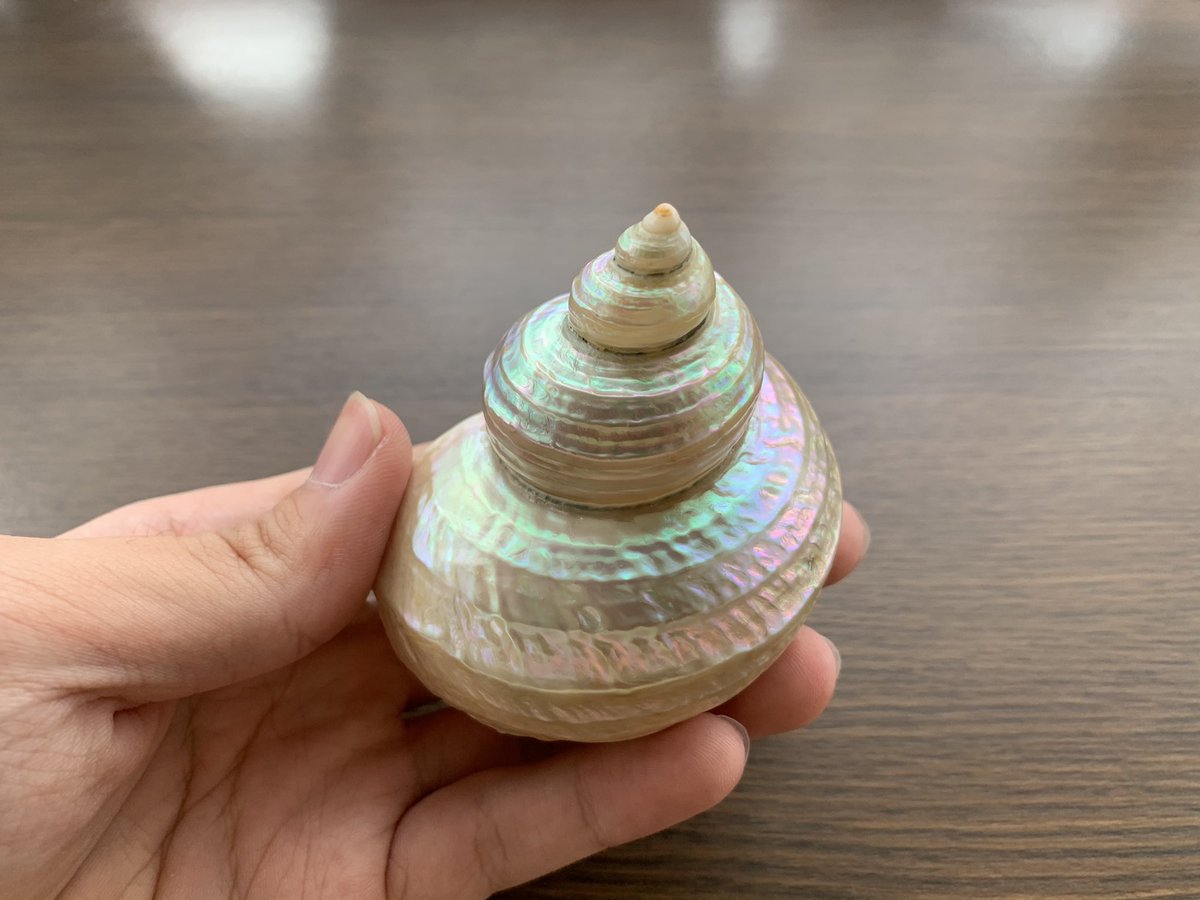 サザエの貝殻にサンポールをかけてやすりで磨くと... ＿人人人人人人＿ ＞　こうなる　＜ ￣Y^Y^Y^Y^Y^Y^￣ 