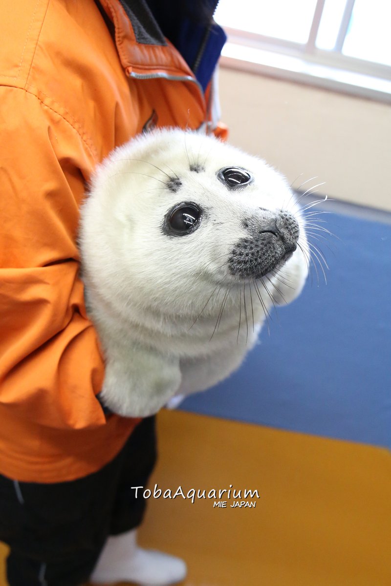 どんどん横に大きく成長中です😍毛がどんどん抜け始めているので、このもふもふの姿が見られるのも残りわずか・・・ #鳥羽水族館 #バイカルアザラシ #今日の赤ちゃん #もふもふ