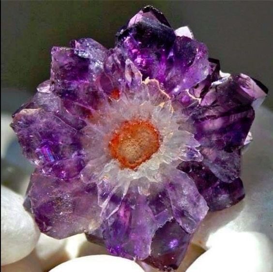 どうやら「咲く」のは花だけでは無いようで。 