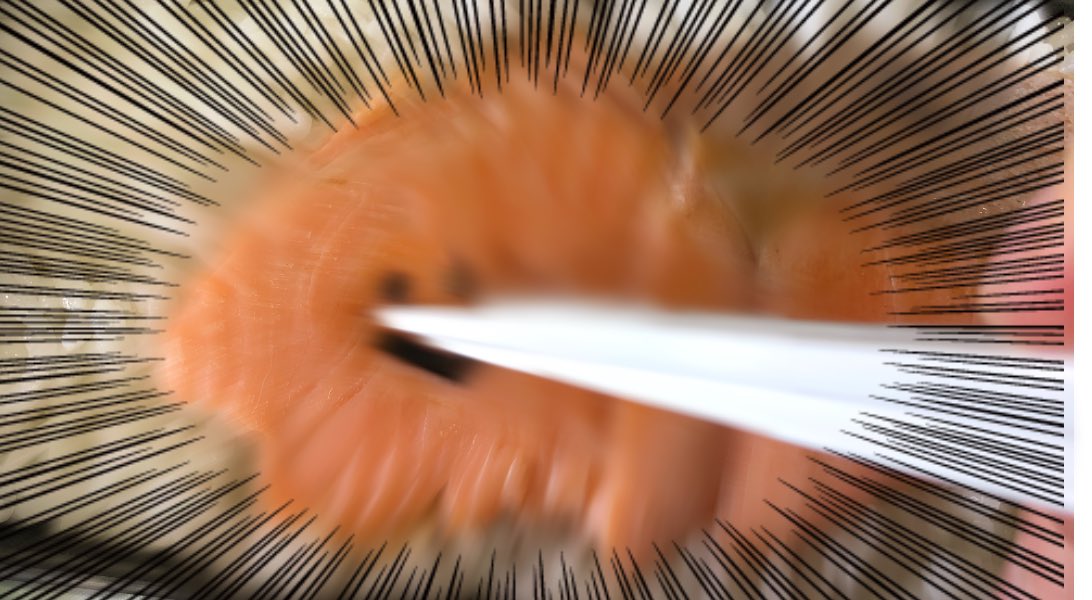 今日の弁当 さすがに心が痛んだ 