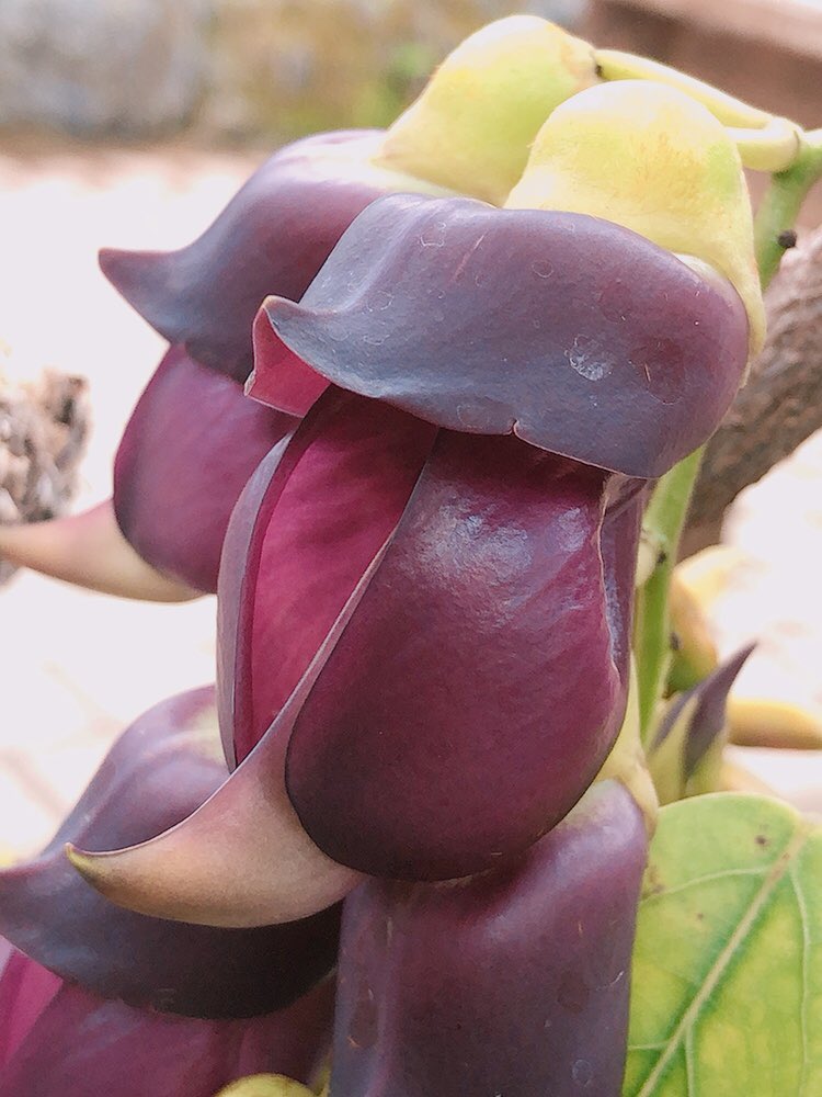 いやぁあァァァァァ〜 #咲くと国家的な事変が起こるという トビカズラ #5年ぶりに開花しました　#どうするとちぎ花センター #無かったことにするか #いやそれはできない #見なかった事にしてください 