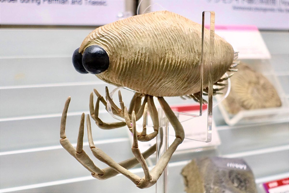 2013年春、南三陸町歌津の震災復興工事のために削った地層(2億5千万年前の大沢層)から絶滅種の嚢頭類(のうとうるい)の化石が見つかりました