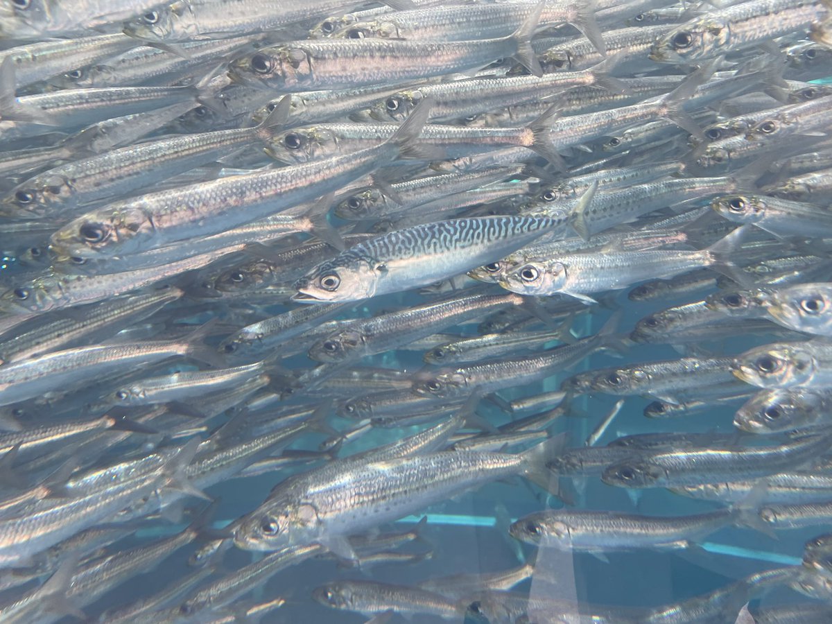 お前しれっと混ざってるけどサバだろ 