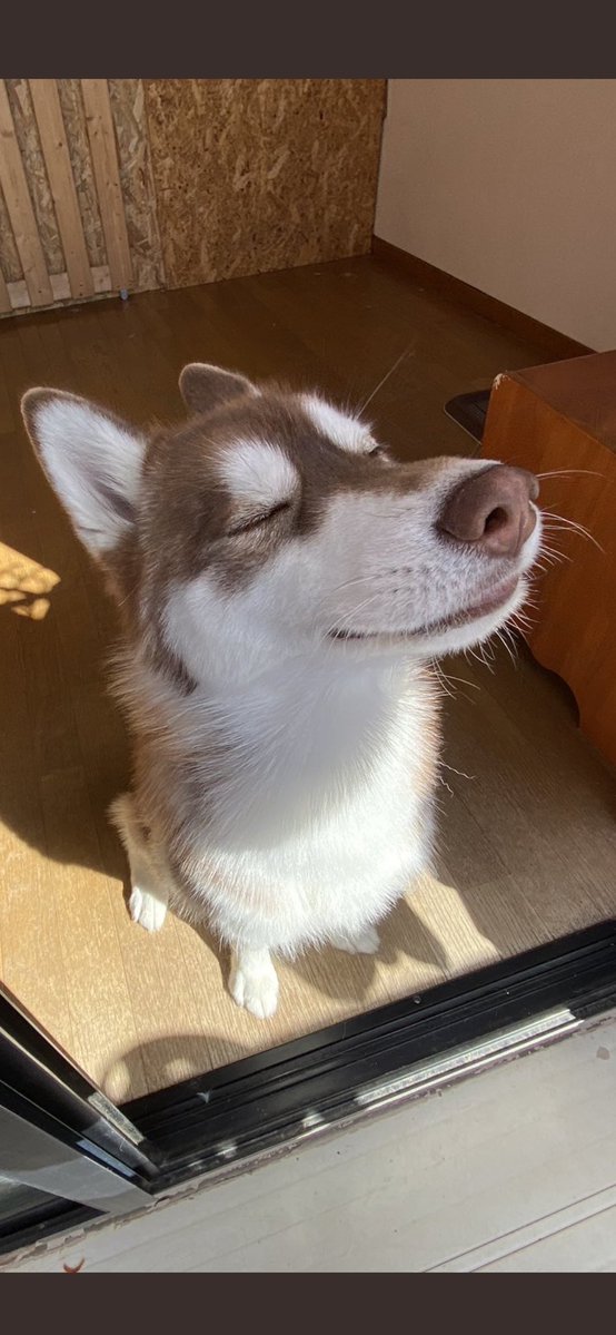 何かを深く感じるハスキー 