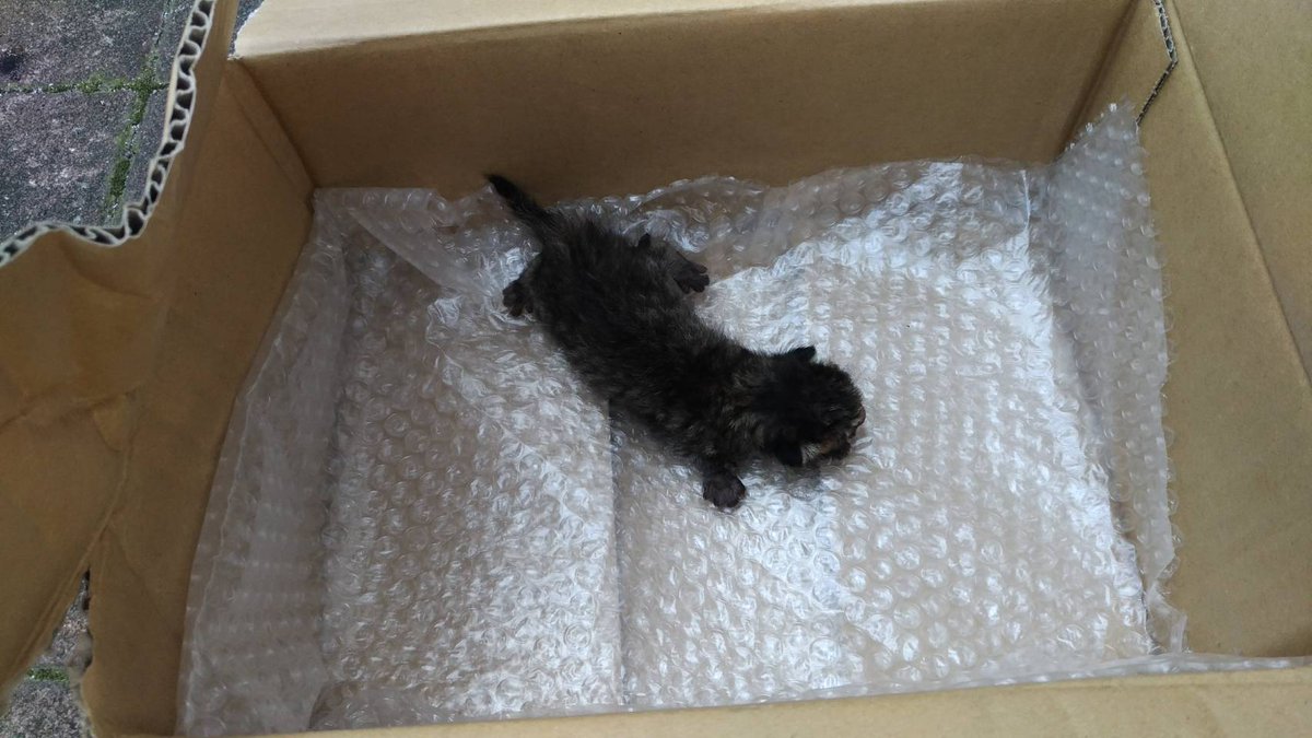 開けてみると...ゴミ箱には何重にもくくられた袋が1つ...開けてみると猫の赤ちゃんがいた