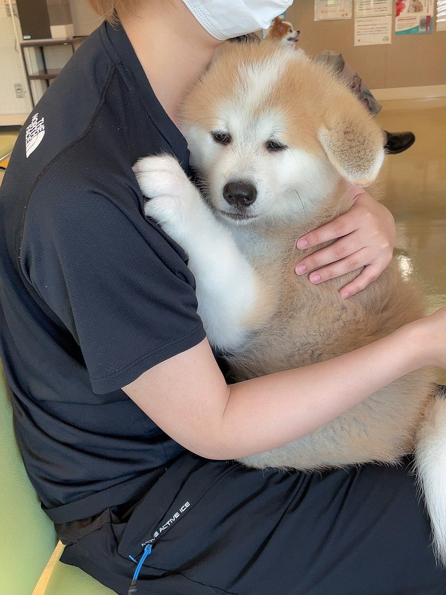 2回目の予防接種💉 しがみついて離れない😂 