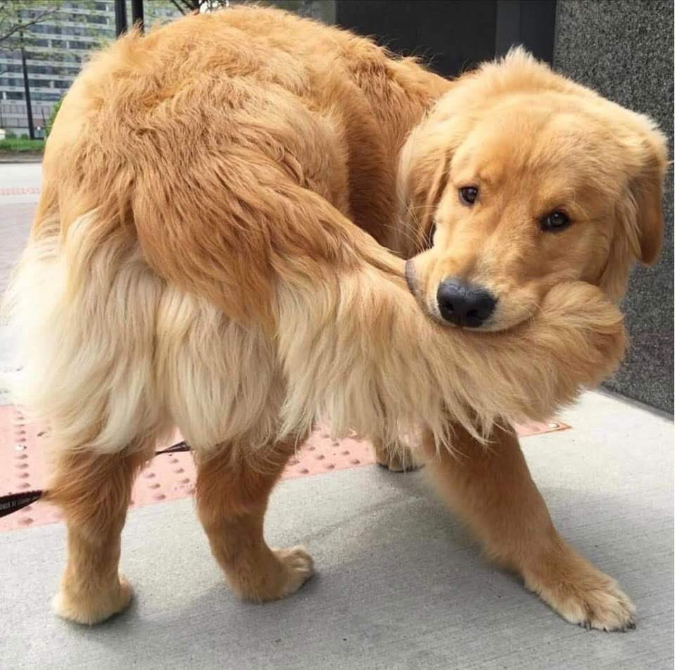 友達がディノバルドって言いながらこれ見せてきた 